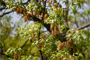 Most Common Causes of Pollen Allergies