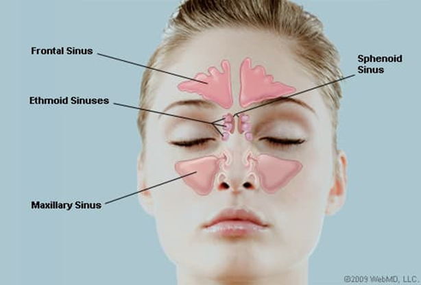 What Are the Sinuses and Where are They Located?