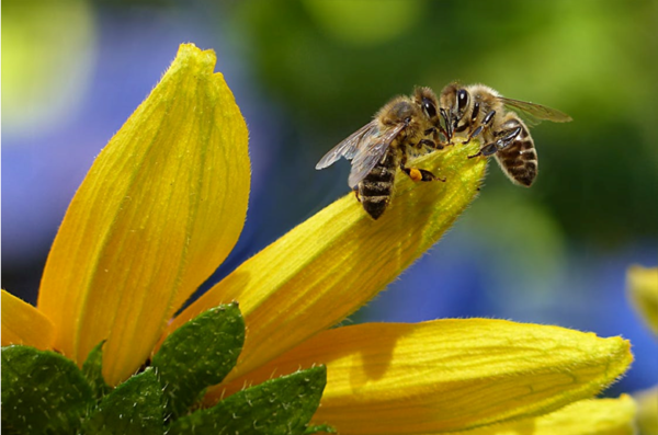 how-do-allergies-affect-the-immune-system-westside-sinus